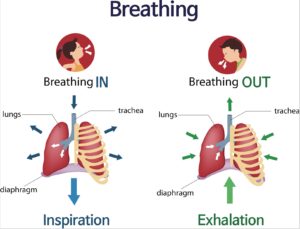 BUTEYKO BREATHING AND MYOFUNCTIONAL THERAPY - Muscles in Harmony