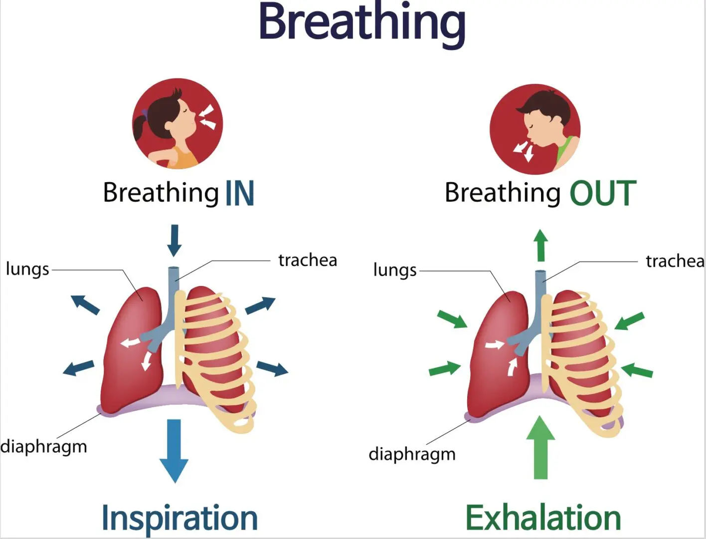 BUTEYKO BREATHING AND MYOFUNCTIONAL THERAPY Muscles in Harmony